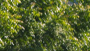 Crimen organizado hace de los despojos de tierras otro negocio ilegal