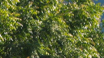 Crimen organizado hace de los despojos de tierras otro negocio ilegal