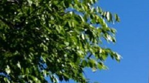 La Corte Suprema de los Estados Unidos.