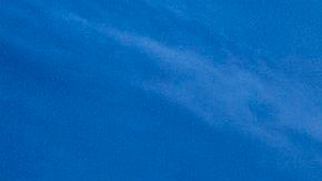 Avistamiento de un oso negro en árbol de Disney World provocó cierres en Magic Kingdom