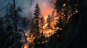 El incendio Bobcat fue uno de los más grandes en la historia del condado de Los Ángeles con más de 100.000 acres quemados.