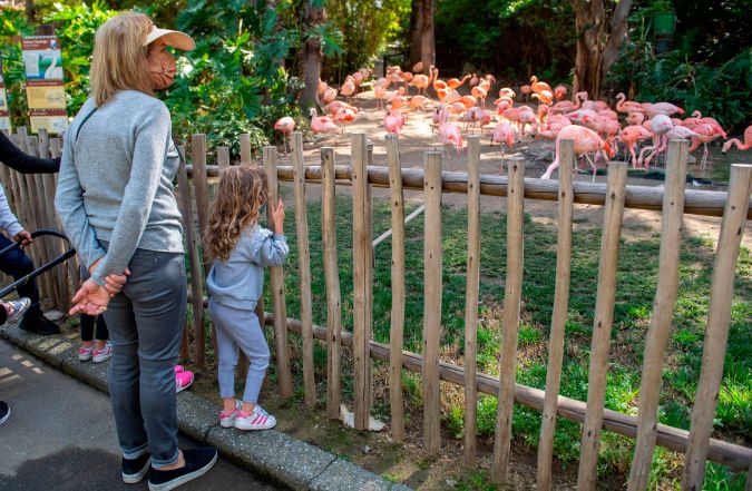 People watch flamingos while visiting the LA Zoo on it's re-opening day, amid the coronavirus pandemic on February 16, 2021 in Los Angeles, California. - The Los Angeles Zoo was shut down for the second time during the pandemic, on December 7, 2020, due to the state's Stay-at-Home order. (Photo by VALERIE MACON / AFP) (Photo by VALERIE MACON/AFP via Getty Images)