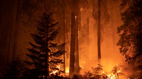 CALIFORNIA HOT SPRINGS, CA - SEPTEMBER 21: The Windy Fire blazes through the Long Meadow Grove of giant sequoia trees near The Trail of 100 Giants overnight in Sequoia National Forest on September 21, 2021 near California Hot Springs, California. As climate change and years of drought push wildfires to become bigger and hotter, many of the worlds biggest and oldest trees, the ancient sequoias, have been killed. The giant trees are among the worlds biggest and live to more than 3,000 years, surviving hundreds of wildfires throughout their lifespans. The heat of normal wildfire of the past helped the trees reproduce but increasing fire intensity can now kill them. A single wildfire, the Castle fire, destroyed as much as 14 percent of all the worlds giant sequoias in 2020. (Photo by David McNew/Getty Images)