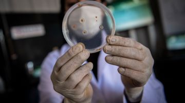 CDC alertan de mortífera bacteria "come carne" en aguas del Atlántico y el Golfo de México