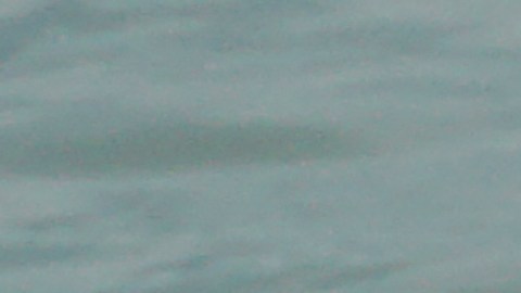 Una nutria rabiosa atacó a un hombre y a un perro en Florida