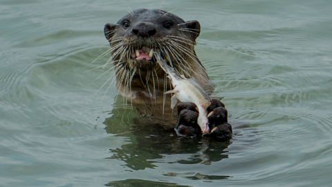 Una nutria rabiosa atacó a un hombre y a un perro en Florida