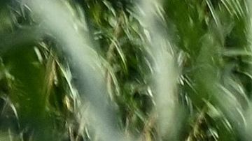 Miles de inmigrantes huyen de la pobreza y la violencia en sus países y tratan de ser recibidos en EE.UU.