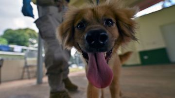 Departamento de bomberos adopta a cachorro rescatado de auto caliente y lo convierte en perro de apoyo oficial