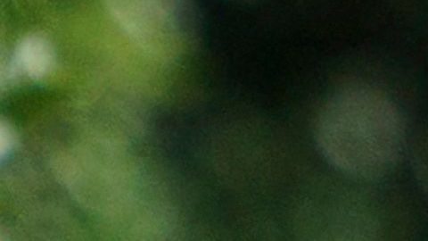 Commander, la mascota de los Biden, muerde a otro agente del Servicio Secreto