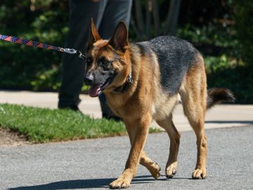 Commander, la mascota de los Biden, muerde a otro agente del Servicio Secreto