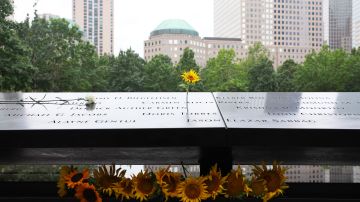 Girasoles en el Memorial Nacional del 11 de septiembre en la ciudad de Nueva York.