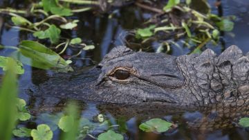 Pequeño caimán que perdió su mandíbula en Florida se convierten sensación en redes