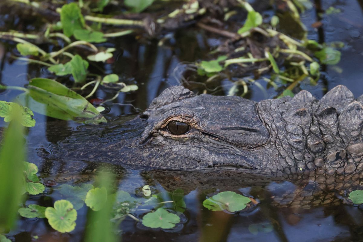 Small alligator that lost its jaw becomes a sensation in networks