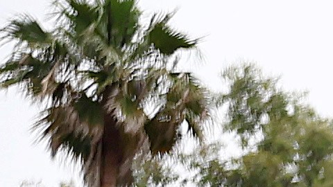 San Diego se declaró en una crisis humanitaria por falta de recursos para atender a inmigrantes.