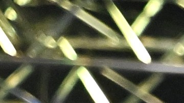 Luis Alberto 'Venado' López