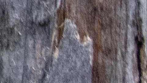 Matan a oso grizzly que mutiló fatalmente a una mujer en el Parque Nacional de Yellowstone en julio
