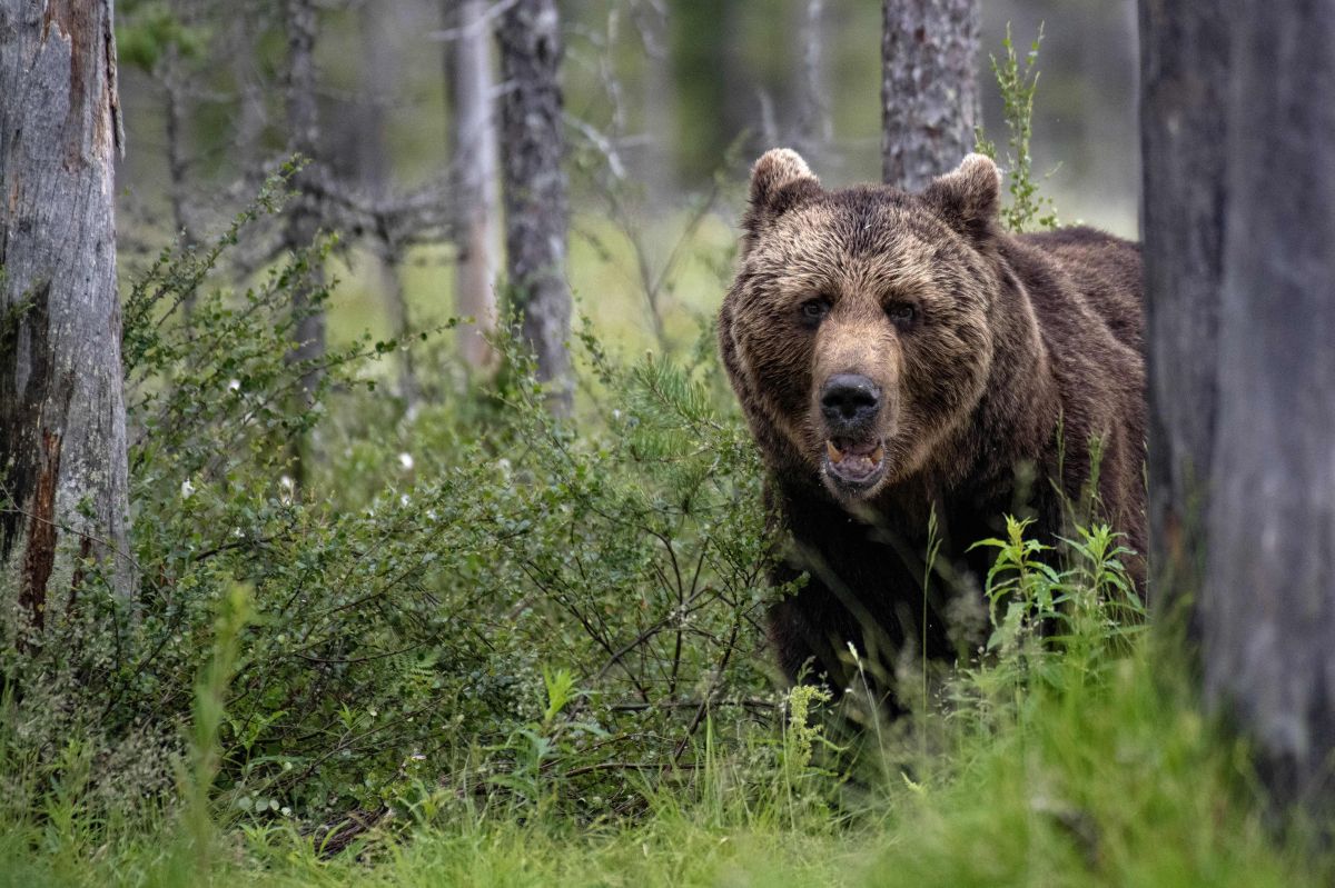 Grizzly bear that fatally mauled woman killed in Yellowstone National Park in July