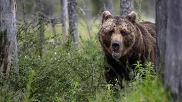 Matan a oso grizzly que mutiló fatalmente a una mujer en el Parque Nacional de Yellowstone en julio