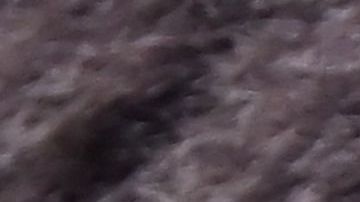 Cierran parcialmente un parque de Montana para localizar a oso grizzly que mutiló a un cazador