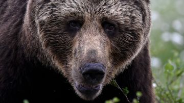 Cierran parcialmente un parque de Montana para localizar a oso grizzly que mutiló a un cazador