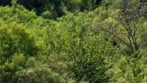 Las boyas con púas fueron colocadas en el Río Grande en julio pasado.