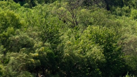 Las boyas con púas fueron colocadas en el Río Grande en julio pasado.