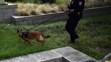VIDEO: Policía ladra como perro para engañar a ladrones y hace que se rindan