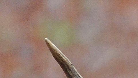 Alce con una cría ataca a excursionista en campamento en Colorado y lo manda al hospital