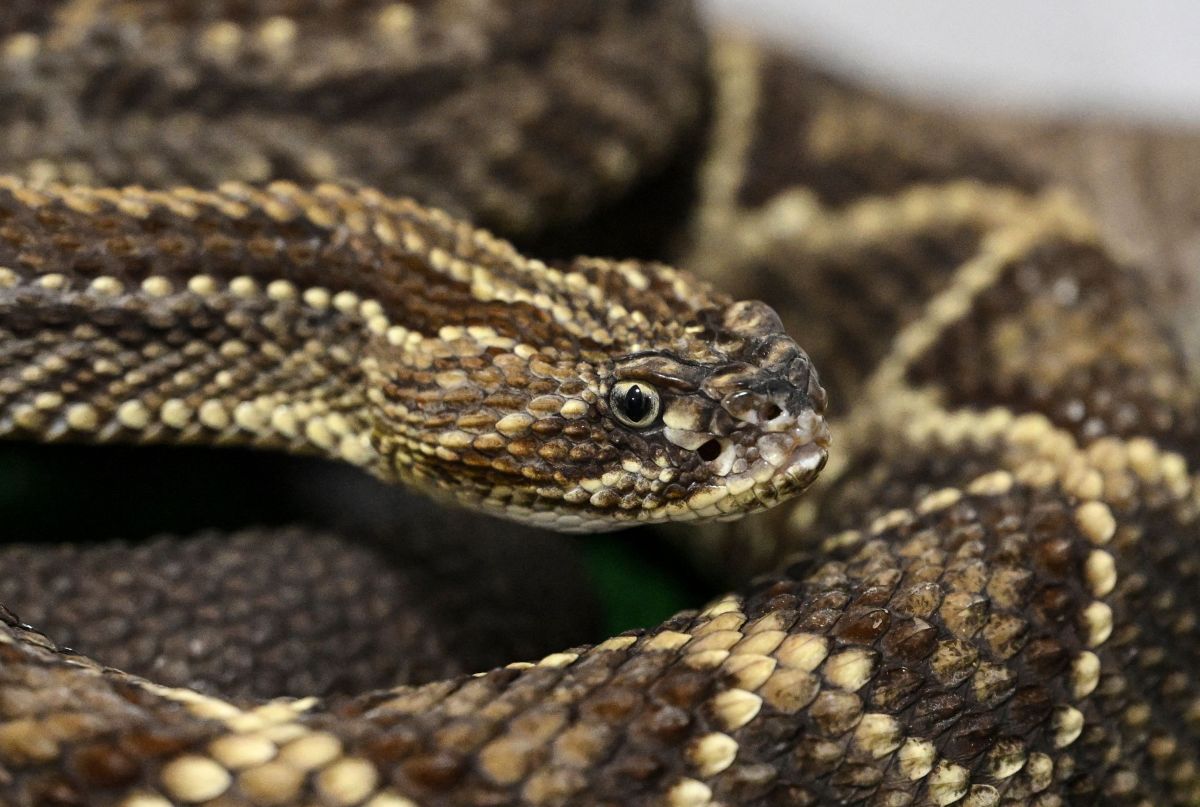 Very venomous rattlesnake bit an Amazon delivery driver in Florida