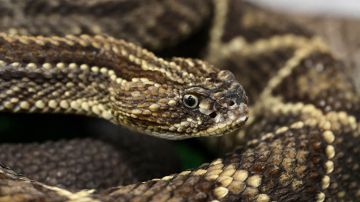 Serpiente cascabel muy venenosa mordió a una repartidora de Amazon en Florida