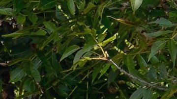 Migrantes que cruzaron desde México en Eagle Pass, Texas escuchan a un agente de CBP.