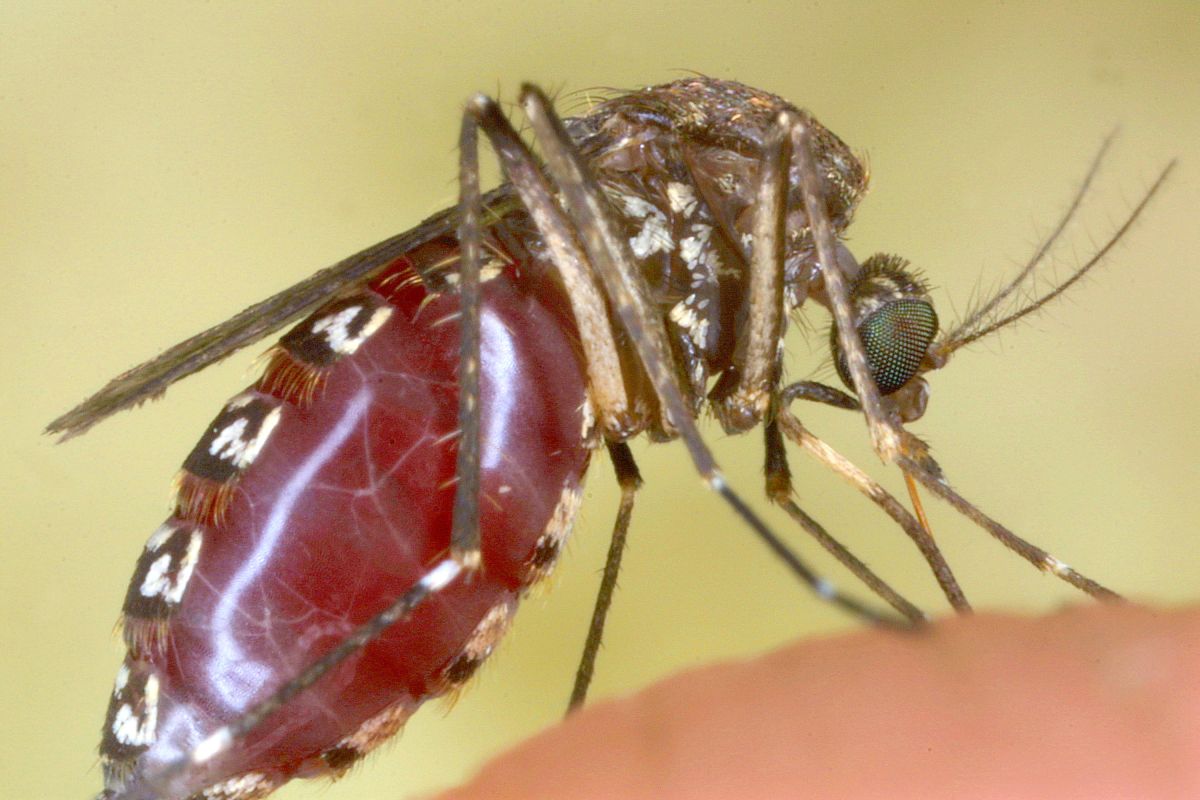 Several states issue alerts for West Nile virus after finding local cases