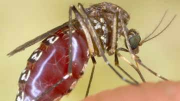 Varios estados emiten alertas por el virus del Nilo Occidental tras encontrar casos locales