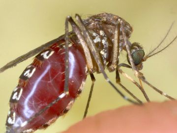 Varios estados emiten alertas por el virus del Nilo Occidental tras encontrar casos locales