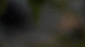 Picture of a cannabis plant taken at the Cannabis Expo Brazil, a hemp and cannabis industry exhibition, in Sao Paulo, Brazil, on September 15, 2023. (Photo by Nelson ALMEIDA / AFP) (Photo by NELSON ALMEIDA/AFP via Getty Images)