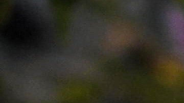 Picture of a cannabis plant taken at the Cannabis Expo Brazil, a hemp and cannabis industry exhibition, in Sao Paulo, Brazil, on September 15, 2023. (Photo by Nelson ALMEIDA / AFP) (Photo by NELSON ALMEIDA/AFP via Getty Images)