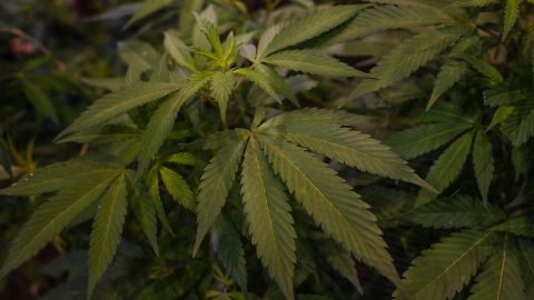 Picture of a cannabis plant taken at the Cannabis Expo Brazil, a hemp and cannabis industry exhibition, in Sao Paulo, Brazil, on September 15, 2023. (Photo by Nelson ALMEIDA / AFP) (Photo by NELSON ALMEIDA/AFP via Getty Images)