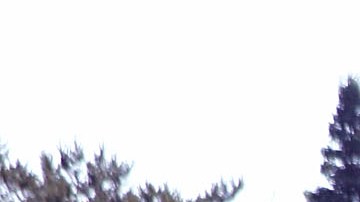 Encuentran a una niña desaparecida en Michigan dormida a 3 millas de su casa y usando a su perro como almohada