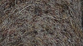 Staffordshire Bull Terrier puppies that were rescued from an animal transporter, rest on March 4, 2014 at an animal shelter in Nuremberg, Germany. Customs officials in Nuremberg checked a puppy transport from Eastern Europe and 77 animals were rescued. AFP PHOTO / DPA / DAVID EBENER /GERMANY OUT (Photo by DAVID EBENER / DPA / AFP) (Photo by DAVID EBENER/DPA/AFP via Getty Images)