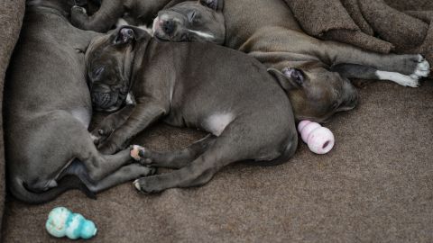 Staffordshire Bull Terrier puppies that were rescued from an animal transporter, rest on March 4, 2014 at an animal shelter in Nuremberg, Germany. Customs officials in Nuremberg checked a puppy transport from Eastern Europe and 77 animals were rescued. AFP PHOTO / DPA / DAVID EBENER /GERMANY OUT (Photo by DAVID EBENER / DPA / AFP) (Photo by DAVID EBENER/DPA/AFP via Getty Images)