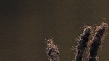 Sergio Brown on los Jacksonville Jaguars