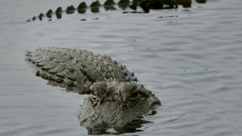 Caimán mordió a un niño en una playa cerrada de Nueva Orleans