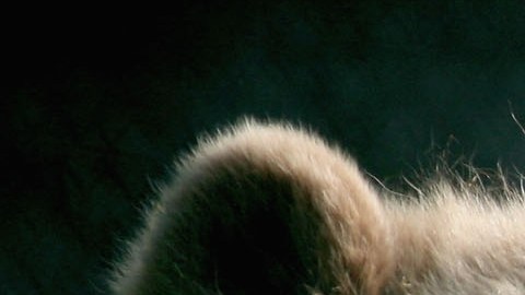 Sacrifican a un oso grizzly y su cachorro después de varios conflictos con humanos en Montana