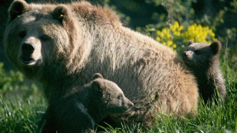 Sacrifican a un oso grizzly y su cachorro después de varios conflictos con humanos en Montana