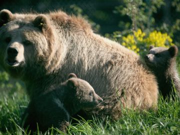 Sacrifican a un oso grizzly y su cachorro después de varios conflictos con humanos en Montana