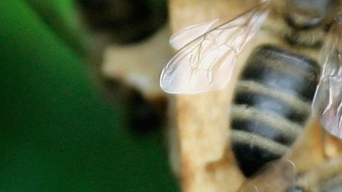 Un hombre murió en Kentucky después de ser atacado por un enjambre de abejas