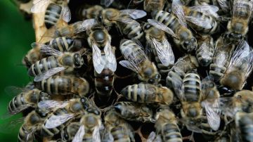 Un hombre murió en Kentucky después de ser atacado por un enjambre de abejas