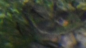 VIDEO: Captan un extraño pulpo en las aguas del Pacífico en Hawaii, mejor conocido como “Dumbo”