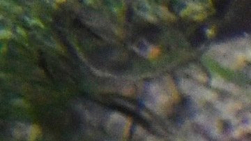 VIDEO: Captan un extraño pulpo en las aguas del Pacífico en Hawaii, mejor conocido como “Dumbo”