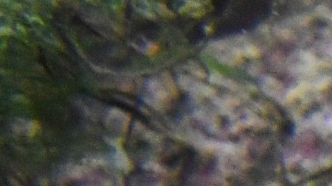 VIDEO: Captan un extraño pulpo en las aguas del Pacífico en Hawaii, mejor conocido como “Dumbo”